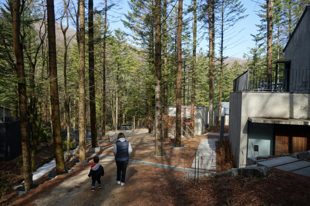 Serene forest path with people walking through trees in Pyeongchang, Gangwon-do, South Korea.